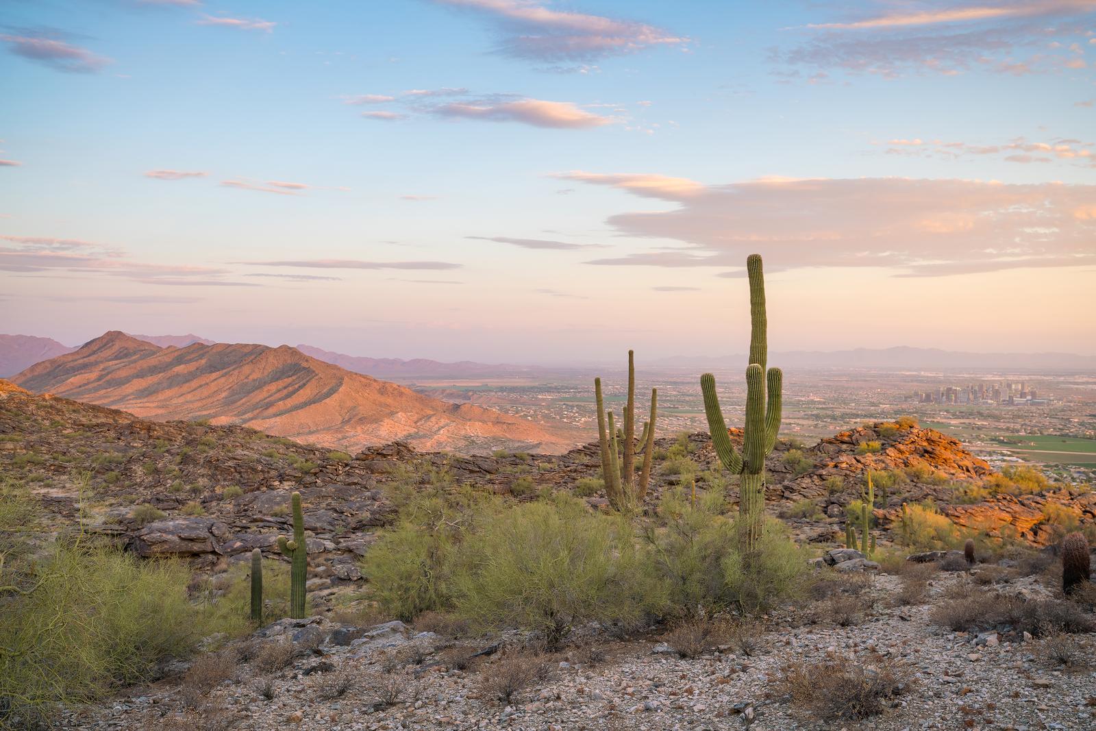 View of Saguaro cactus and downtown Phoenix Arizona at sunrise