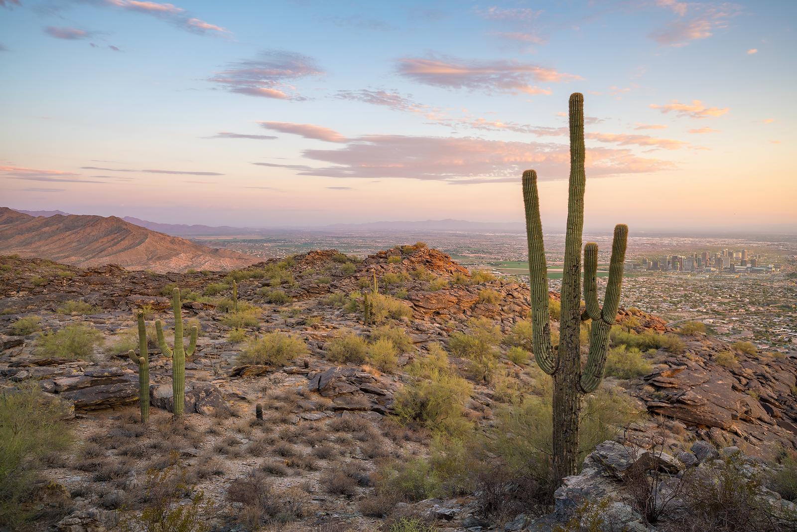 View of Saguaro cactus and downtown Phoenix Arizona at sunrise