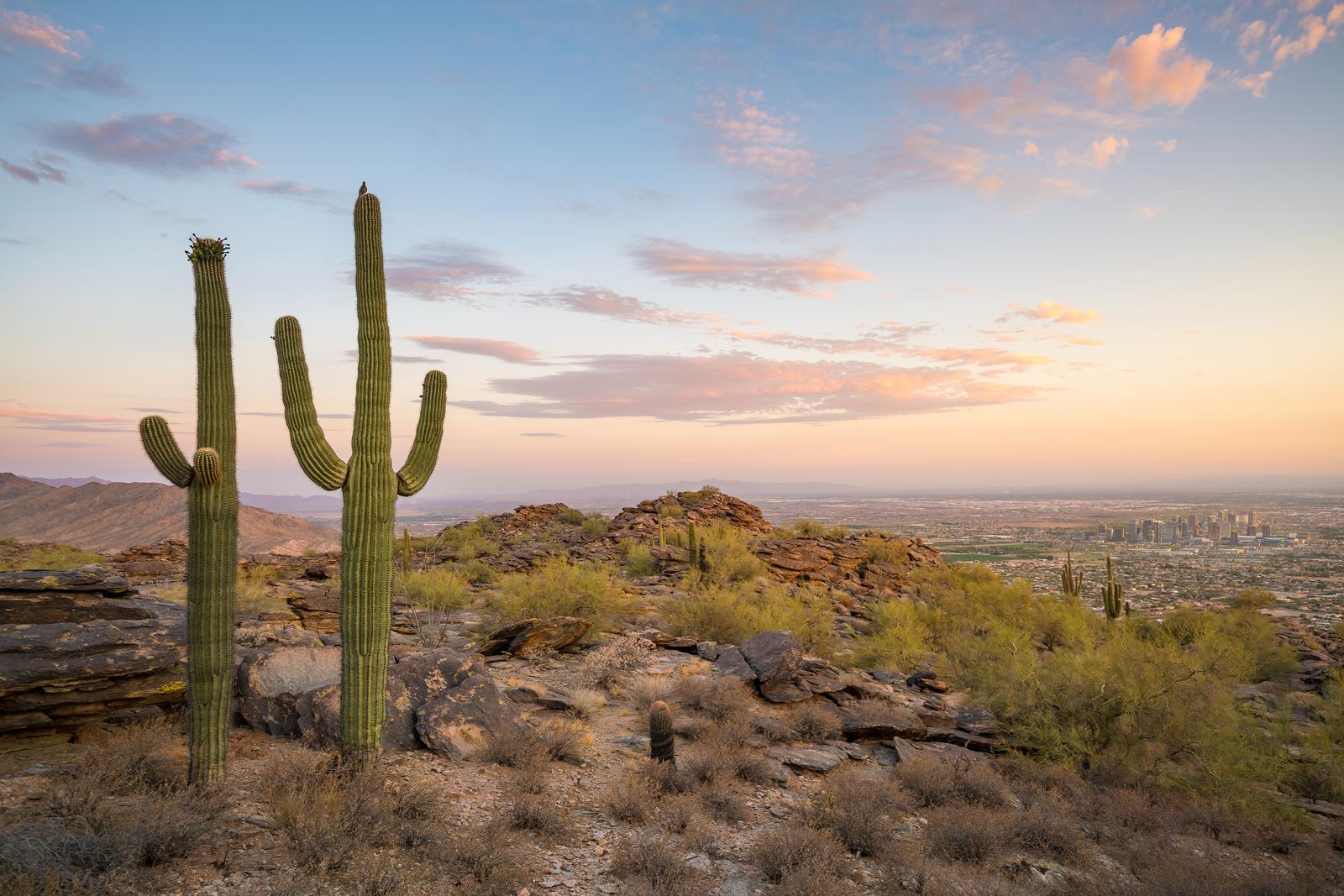 Expert Forklift Repair & Maintenance in Mesa | JTS Forklift Service View of Saguaro cactus and downtown Phoenix Arizona at sunrise